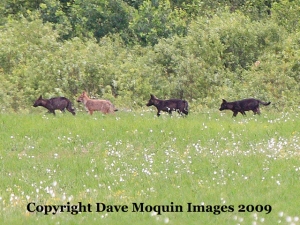 Wolves at Crex Meadows, 2009. Photo on WDNR website. 